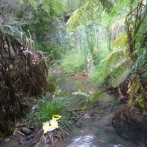 Gumdigger Gully Stream