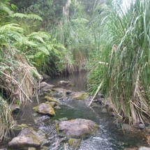 Wahitapu Stream