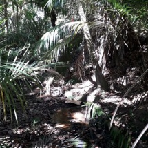 Onetangi Stream