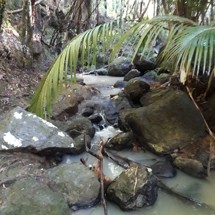 Cascades Stream (Waiheke Island)