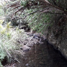Marawhara Stream