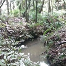 Omaumau River