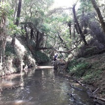 Kaipatiki Creek