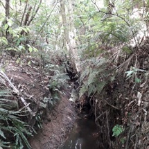 Waiparuru Stream