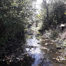 New Market Gully