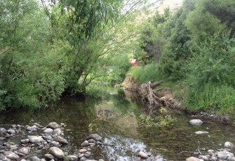 Kaituna Stream (Upper) looking upstream