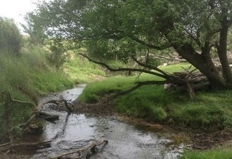 Waianiwaniwa River at Auchenflower Road looking upstream