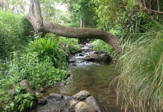 Alymers Stream lower -upstream