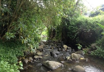 Alymers Stream lower downstream