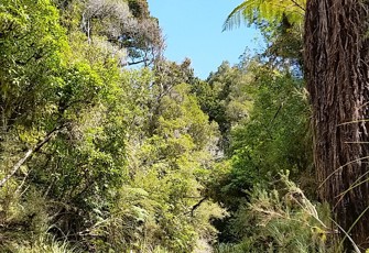 Sawyers Ck @ Bush Fringe (2)