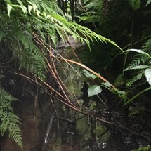Waiwhakatoitoi