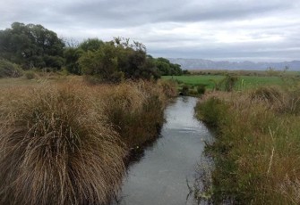 Spring Creek Upstream