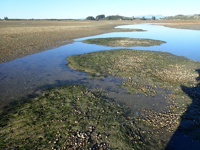 Moutere Inlet