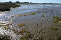 Fortrose Estuary 
