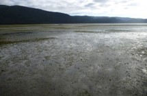 Freshwater Estuary