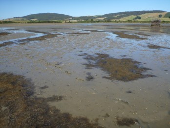 Jacobs River Estuary