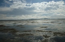 New River Estuary
