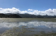 Coromandel Harbour