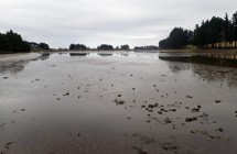 Kaikorai Estuary