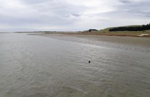 Shag Estuary