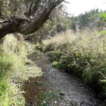 Aroaro Stream
