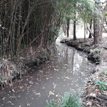 Glendowie Stream