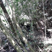 Paremuka Stream