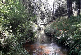 Waiwera River