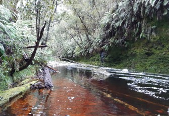 Okutua Stm @ Okarito Forest (2)