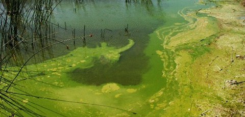 Lake cyanobacterial bloom