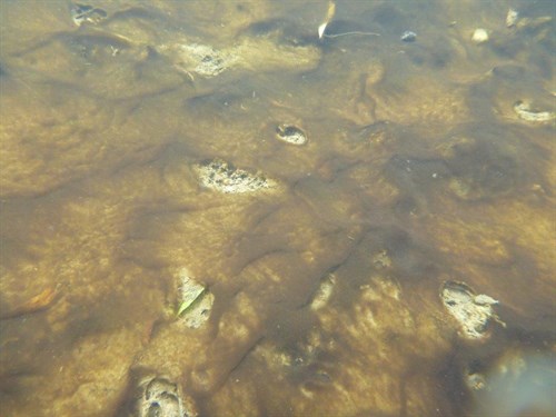 Potentially toxic algae in Waikaia River