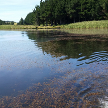 Lake Vincent