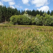 Lake Herbert