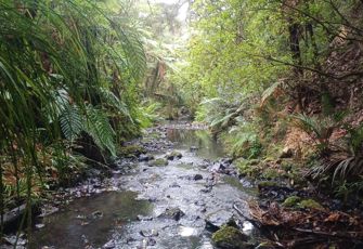 Pukenui at Kanehana
