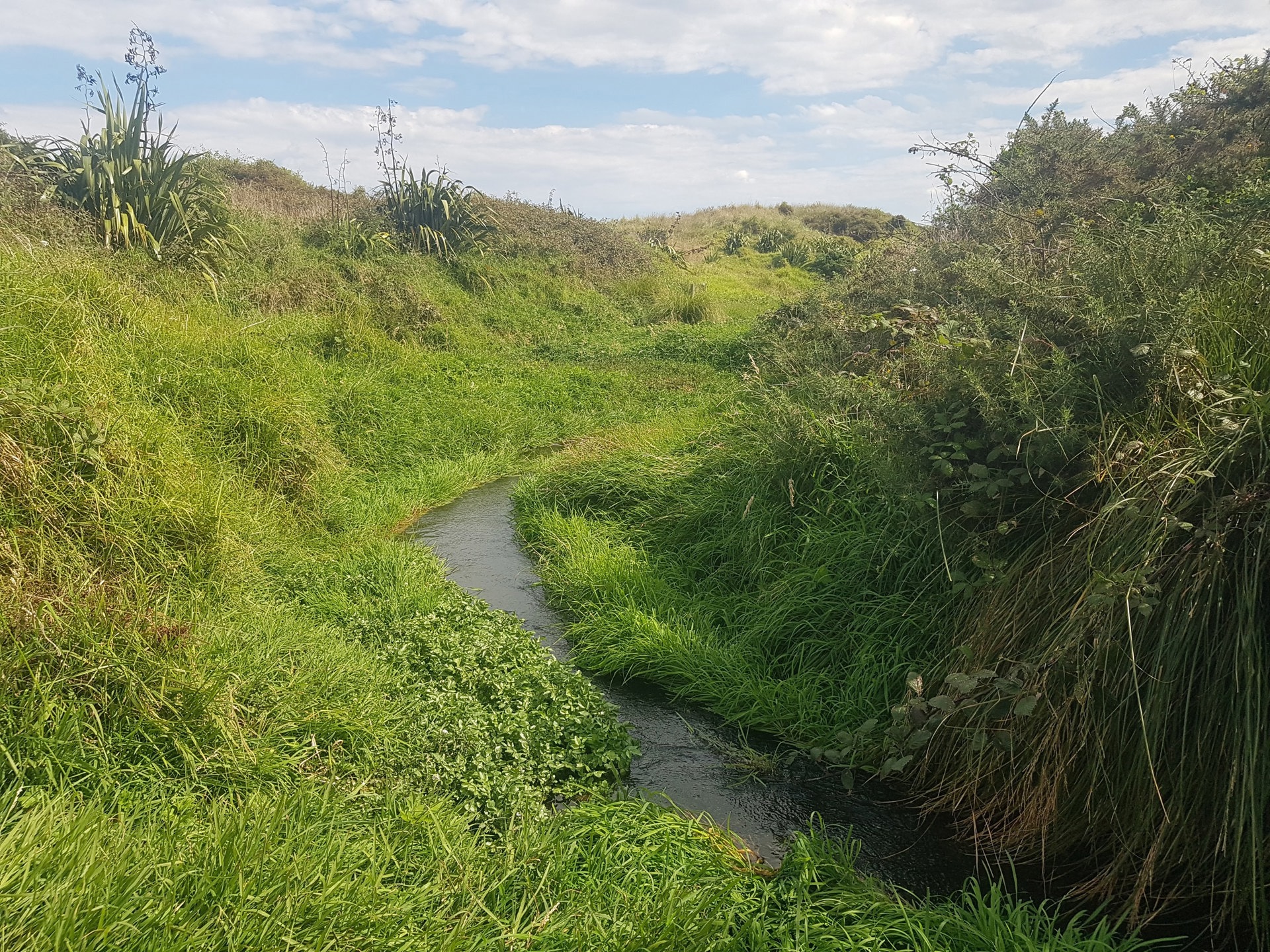Mangaroa Stream