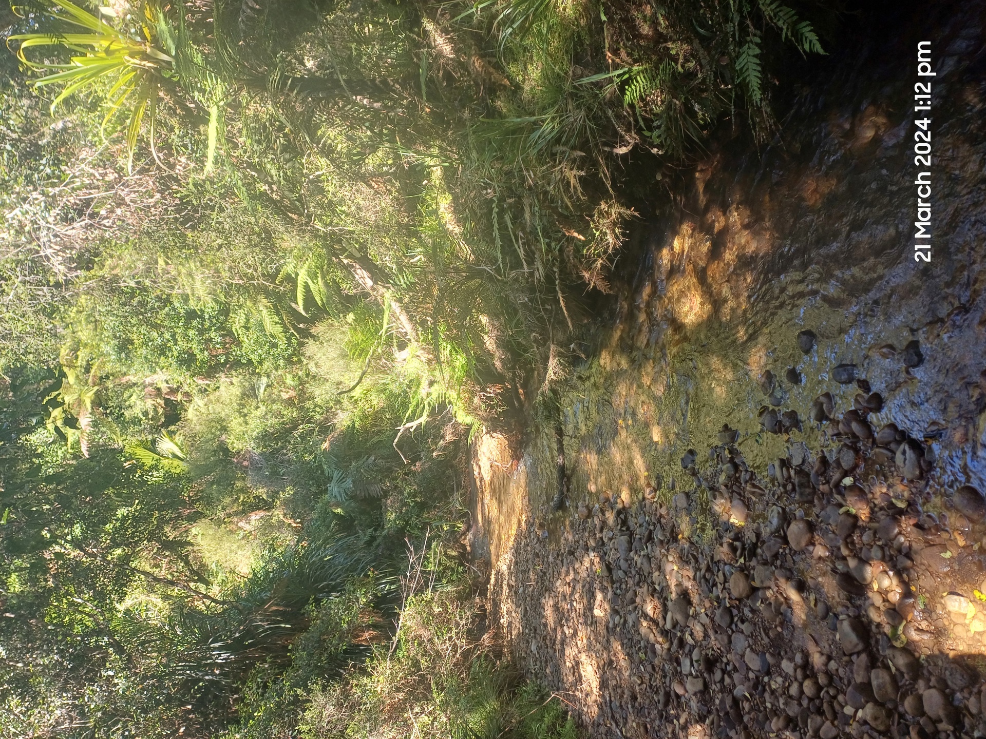 Paparahia Stream