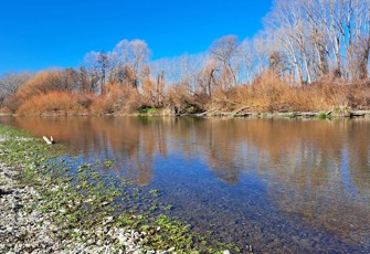 Opihi River at Grassy Banks