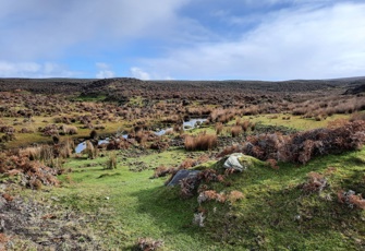 Whangamoe Inlet Stream at Waitangi West Road Broadscale