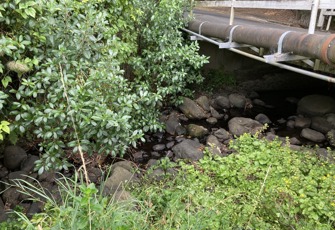 Balguerie Stream downstream Settlers Hill