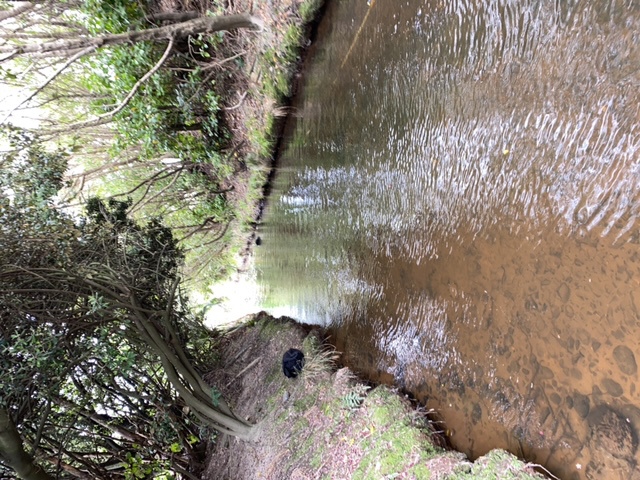 Taupō Stream